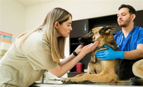 Your dog or cat will be restrained, held down by 1 or 2 vet techs (depending on their size and how freaked . . Will a vet euthanize an aggressive dog